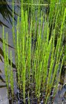 japanese_horsetail1_sm.jpg japanese_horsetail1_sm.jpg