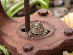 Frog on pump by Jennywren.jpg Frog on pump by Jennywren.jpg