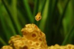 Little Miss Attitude by LyndaMT.jpg Little Miss Attitude by LyndaMT.jpg