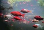 Pond fish view by addy1.jpg