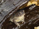 Ribbit by koidaddy.jpg Ribbit by koidaddy.jpg