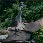 heron on path.jpg