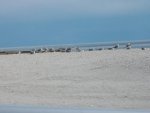 nj2011 214.JPG