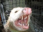 opossum teeth.jpg