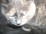 nj2011 236.JPG
