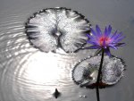 blue_trop_reflectionLR.jpg