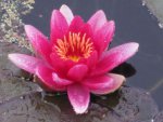 Beauty in the Rain by jw.jpg Beauty in the Rain by jw.jpg