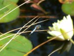 Just hanging on by taherrmann4.jpg Just hanging on by taherrmann4.jpg