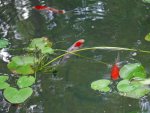 lastfish.jpg lastfish.jpg
