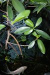 Red Mangrove prop roots.JPG