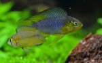 Apistogramma_borellii[1].jpg