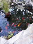 pond 2.jpg
