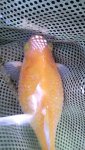 Ill fish.jpg Ill fish.jpg