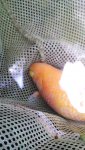 Ill Fish 2.jpg Ill Fish 2.jpg