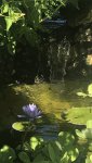Pond lily.jpg