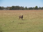 global wildlife Madison 174.JPG
