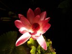 Night lily 026.JPG