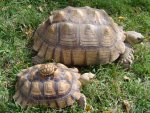tortoises 072.jpg
