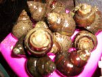 art and snails 12022011 011.JPG