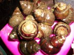 art and snails 12022011 011.JPG