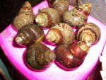 art and snails 12022011 009.JPG