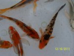 FORU Gin Rin fish.JPG FORU Gin Rin fish.JPG
