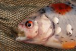 Dead Fish.JPG