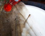 dragonfly hatched in my basement.JPG dragonfly hatched in my basement.JPG