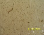 dragonfly larve.JPG dragonfly larve.JPG