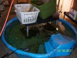 Indoor basement pond.JPG Indoor basement pond.JPG