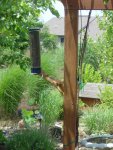 Squirrel (8).JPG
