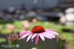 Nature & Pond-5962be4b.jpg