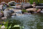 Nature & Pond-593daf78.jpg