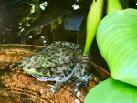Barb's Frog Pond.jpg