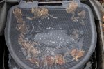 bucket of toads 01.jpg