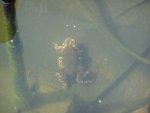 Toad Breeding Spring 2020 016.JPG