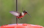 hummingbird shots 06.JPG