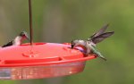 hummingbird shots 09.JPG