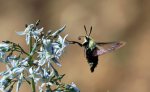 hummingbird moth 02.jpg