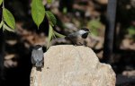 chickadee fledgling 03.JPG