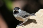 chickadee fledgling 01.JPG