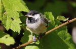 chickadee fledgling 05.JPG