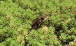 frog sunning 01.jpg