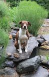 pond helper 02.JPG pond helper 02.JPG