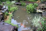 pond rain mess 05.JPG pond rain mess 05.JPG