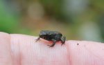 baby toads 02.jpg