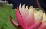 waterlily with damsalfly 01.JPG