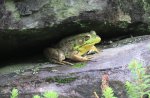 mossy rock frog 02.jpg