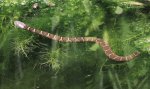 baby water snake 02.jpg