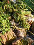 waterfall, rock garden pond 2020